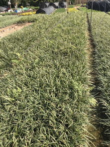 高度25厘米麦冬草价格 图片 行情 报价 中国花木网