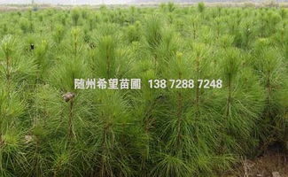 实惠 阳江哪里有湿地松出售 来宾湿地松批发价格是多少