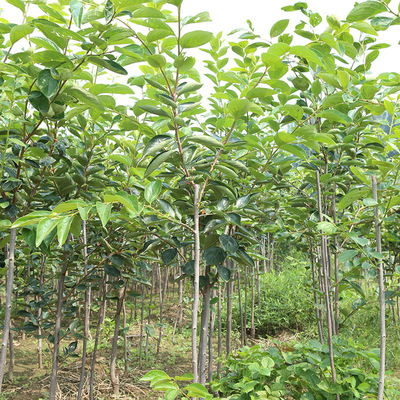 富有甜柿树苗 柿子树苗适合绿化 建园南北方种植新中苗木包教种植技术
